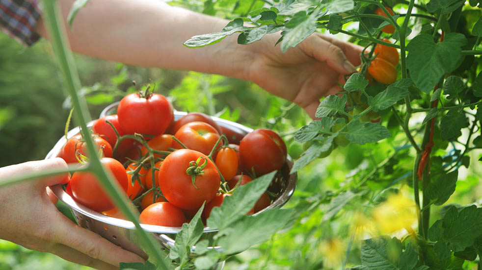 Garden waste; tomato plants